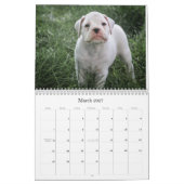 Boxer Puppy Calendar Kalender (Mar 2027)