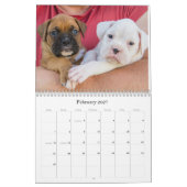 Boxer Puppy Calendar Kalender (Feb 2027)