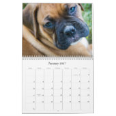 Boxer Puppy Calendar Kalender (Jan 2027)