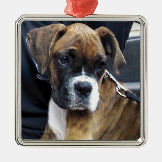 BOXER PUPPY decoratie (Voorkant)
