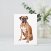 Boxer Puppy Dog Blank Groet Briefkaart (Staand voorkant)