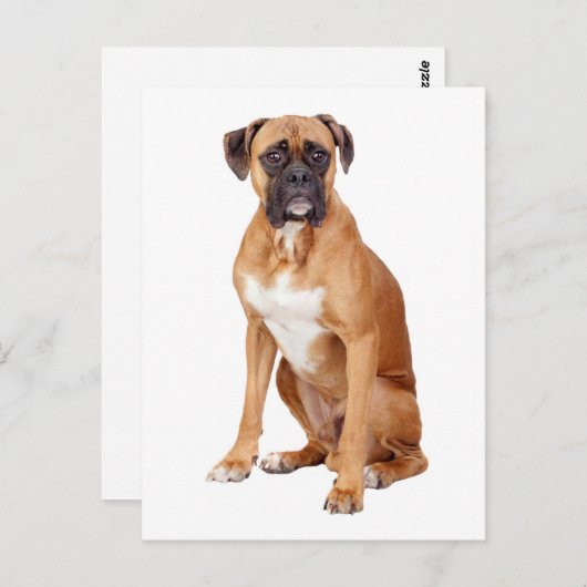 Boxer Puppy Dog Blank Groet Briefkaart (Voorkant / Achterkant)