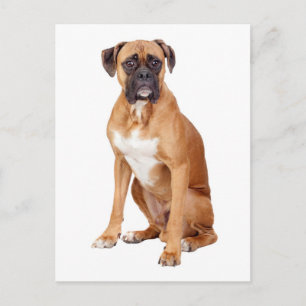 Boxer Puppy Dog Blank Groet Briefkaart