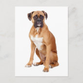 Boxer Puppy Dog Blank Groet Briefkaart (Voorkant)