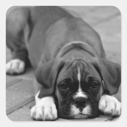 Boxer Puppy Dog Zwart-wit Sticker / Seal (Voorkant)