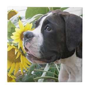 Boxer Puppy en Zonnebloemen Tegeltje