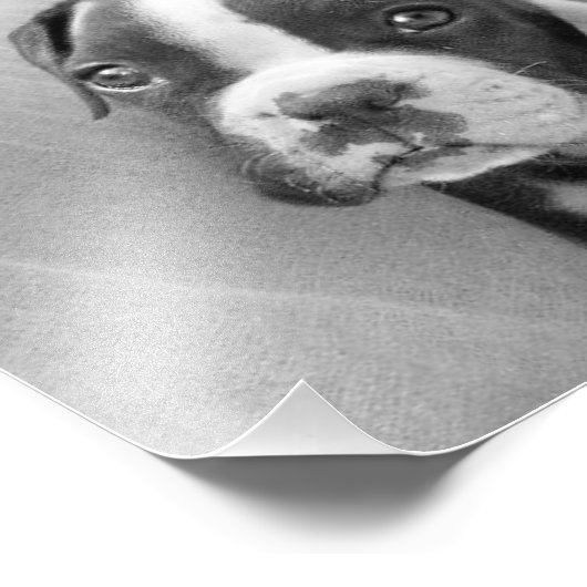 Boxer puppy foto afdruk (Hoek)