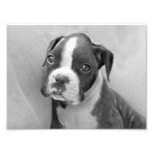 Boxer puppy foto afdruk (Voorkant)