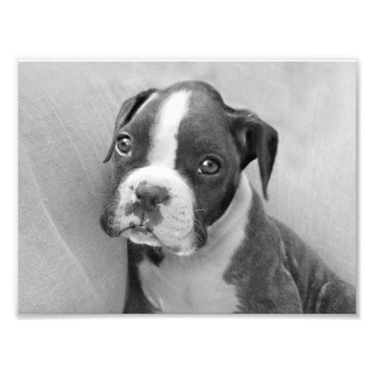 Boxer puppy foto afdruk (Voorkant)