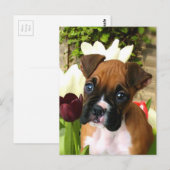 Boxer puppy in tlips briefkaart (Voorkant / Achterkant)