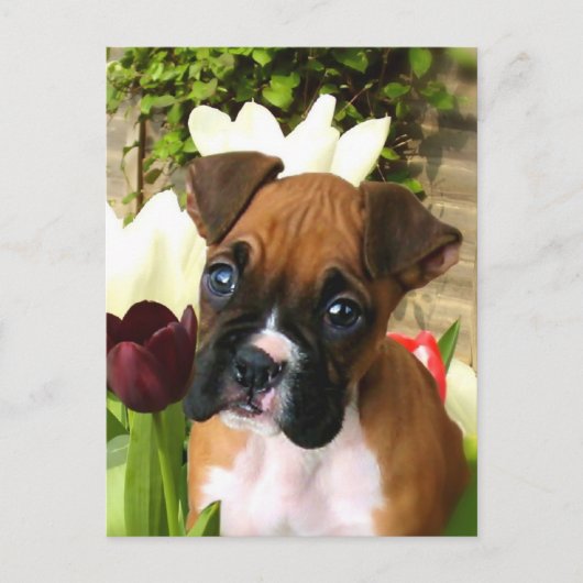 Boxer puppy in tlips briefkaart (Voorkant)