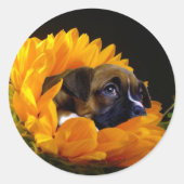 Boxer puppy in Zonnebloem stickers (Voorkant)