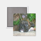 Boxer puppy magneet (Voorkant / Achterkant)