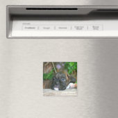 Boxer puppy magneet (Insitu (Vaatwasser))