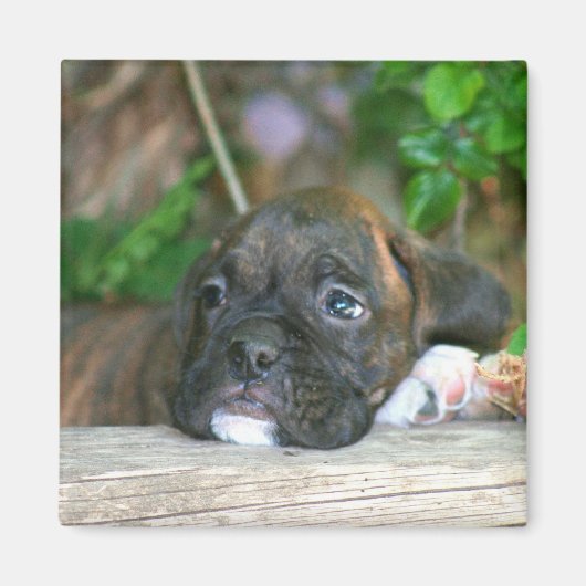 Boxer puppy magneet (Voorkant)