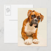 Boxer puppy on ivory cream backdrop. briefkaart (Voorkant / Achterkant)