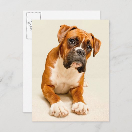 Boxer puppy on ivory cream backdrop. briefkaart (Voorkant / Achterkant)