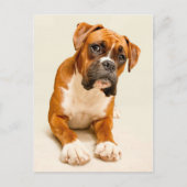 Boxer puppy on ivory cream backdrop. briefkaart (Voorkant)