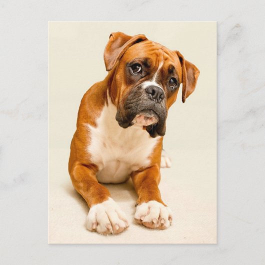 Boxer puppy on ivory cream backdrop. briefkaart (Voorkant)