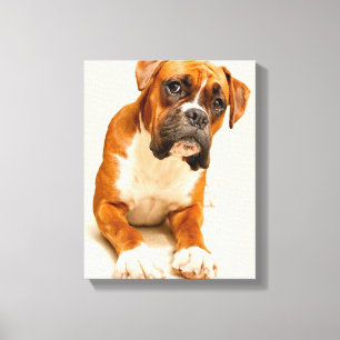 Boxer puppy on ivory cream backdrop. canvas afdruk