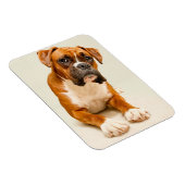 Boxer puppy on ivory cream backdrop. magneet (Rechterzijde)