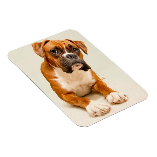 Boxer puppy on ivory cream backdrop. magneet (Rechterzijde)