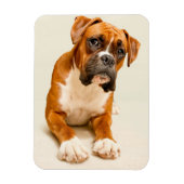 Boxer puppy on ivory cream backdrop. magneet (Verticaal)