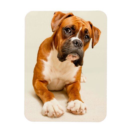 Boxer puppy on ivory cream backdrop. magneet (Verticaal)