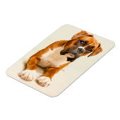 Boxer puppy on ivory cream backdrop. magneet (Linkerzijde)