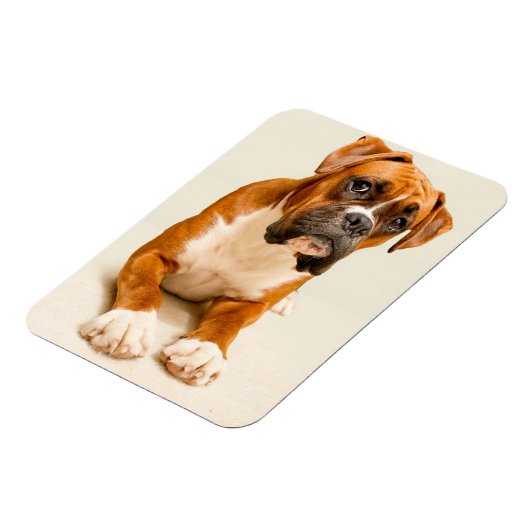 Boxer puppy on ivory cream backdrop. magneet (Linkerzijde)