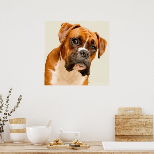 Boxer puppy on ivory cream backdrop. poster (Keuken)