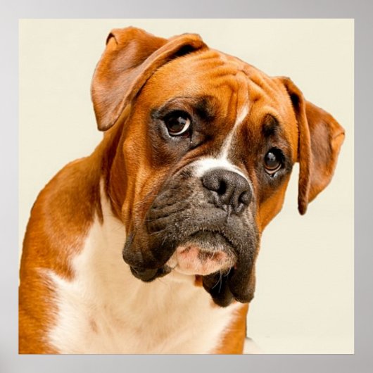 Boxer puppy on ivory cream backdrop. poster (Voorkant)