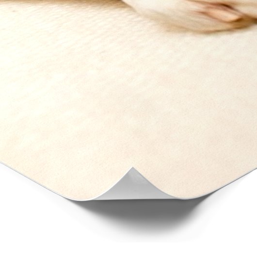 Boxer puppy on ivory cream backdrop. poster (Hoek)