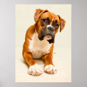 Boxer puppy on ivory cream backdrop. poster (Voorkant)