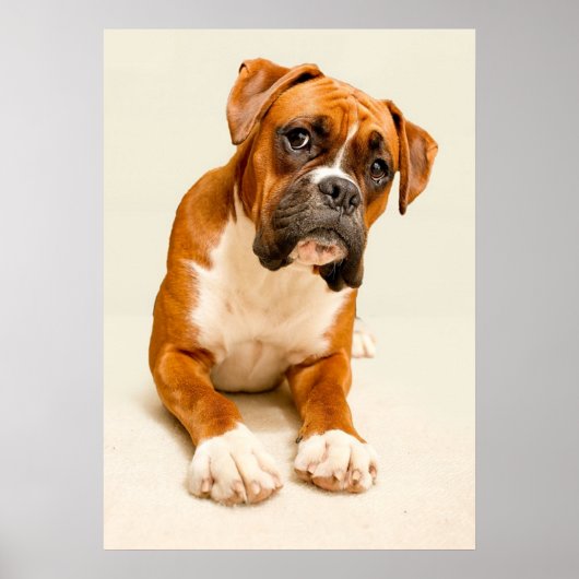 Boxer puppy on ivory cream backdrop. poster (Voorkant)