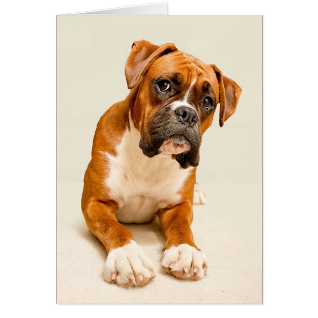 Boxer puppy op ivoorcrème achtergrond. (Voorkant)