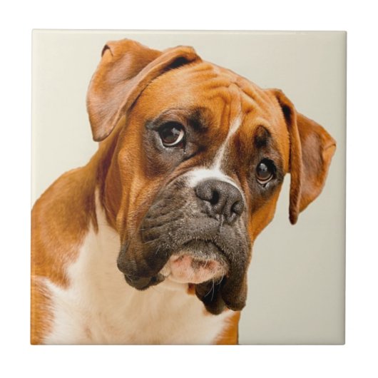 Boxer puppy op ivoorcrème achtergrond. tegeltje (Voorkant)