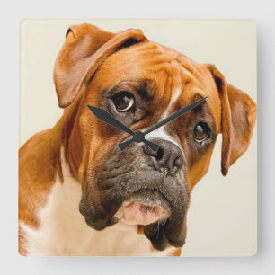 Boxer puppy op ivoorcrème achtergrond. vierkante klok