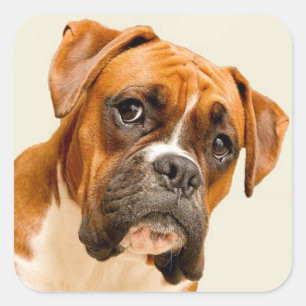 Boxer puppy op ivoorcrème achtergrond. vierkante sticker