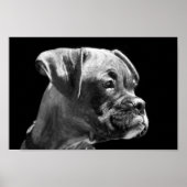 Boxer Puppy Poster (Voorkant)