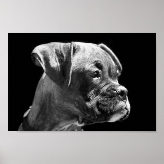 Boxer Puppy Poster (Voorkant)