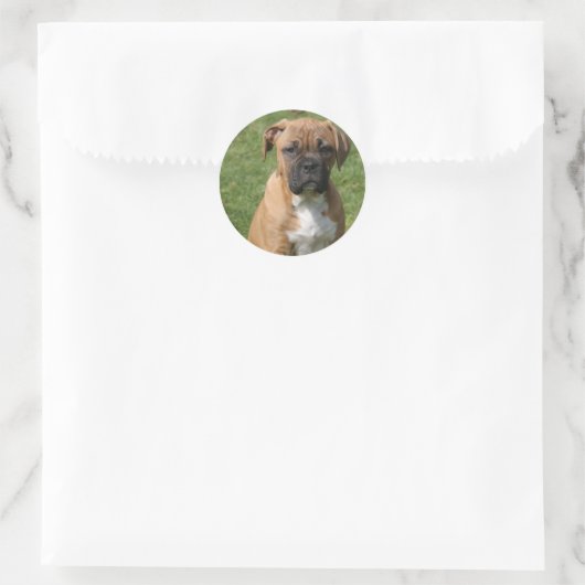 Boxer Puppy Sticker (Tas)