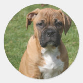 Boxer Puppy Sticker (Voorkant)