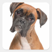 Boxer Puppy Vierkante Sticker (Voorkant)