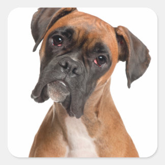 Boxer Puppy Vierkante Sticker