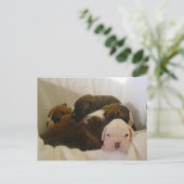 boxer pups.png briefkaart (Staand voorkant)