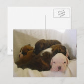 boxer pups.png briefkaart (Voorkant / Achterkant)