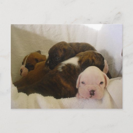 boxer pups.png briefkaart (Voorkant)