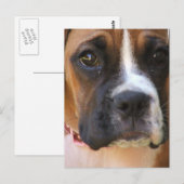 Boxer Rescue Briefkaart (Voorkant / Achterkant)