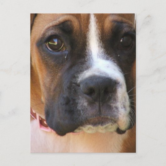 Boxer Rescue Briefkaart (Voorkant)